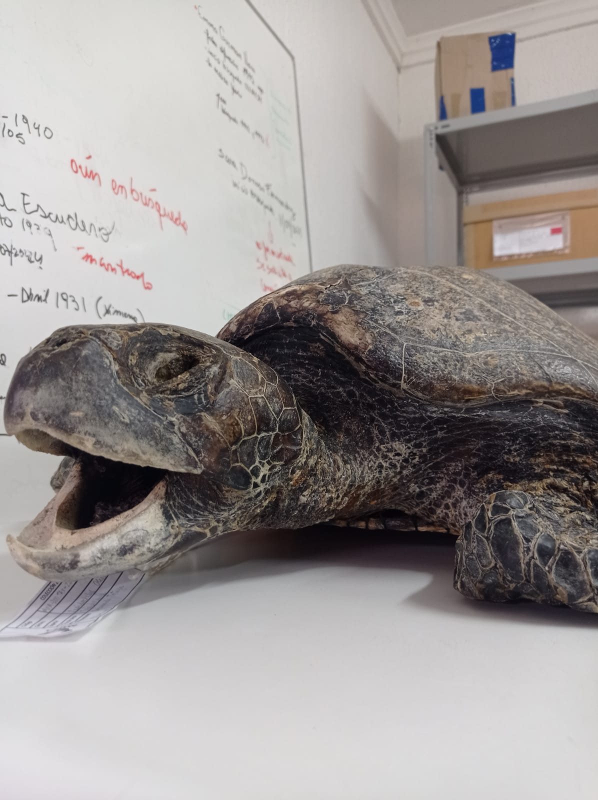 Pieza de fauna marina para exposición patrimonial