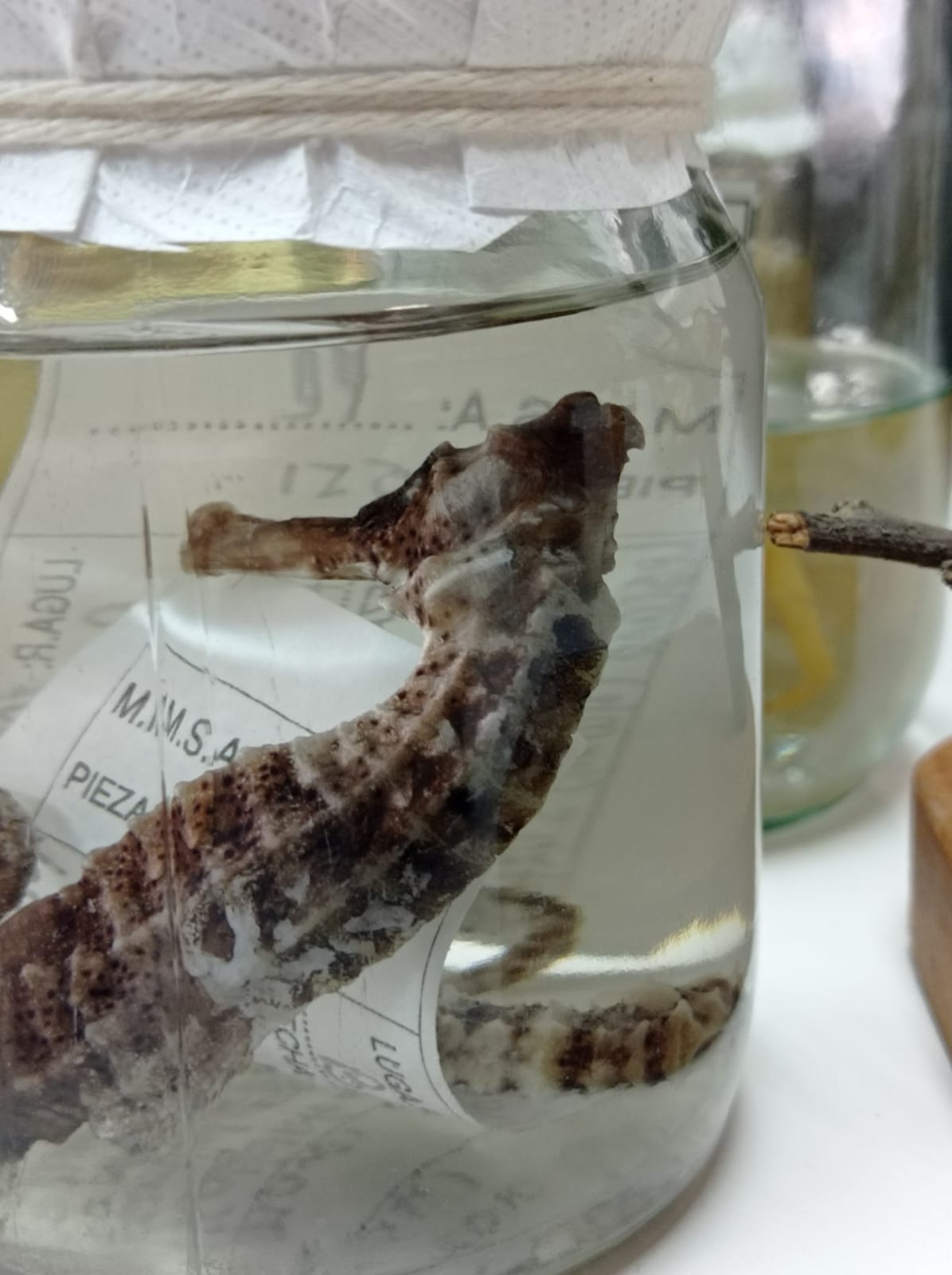 Exposición de fauna de la costa central