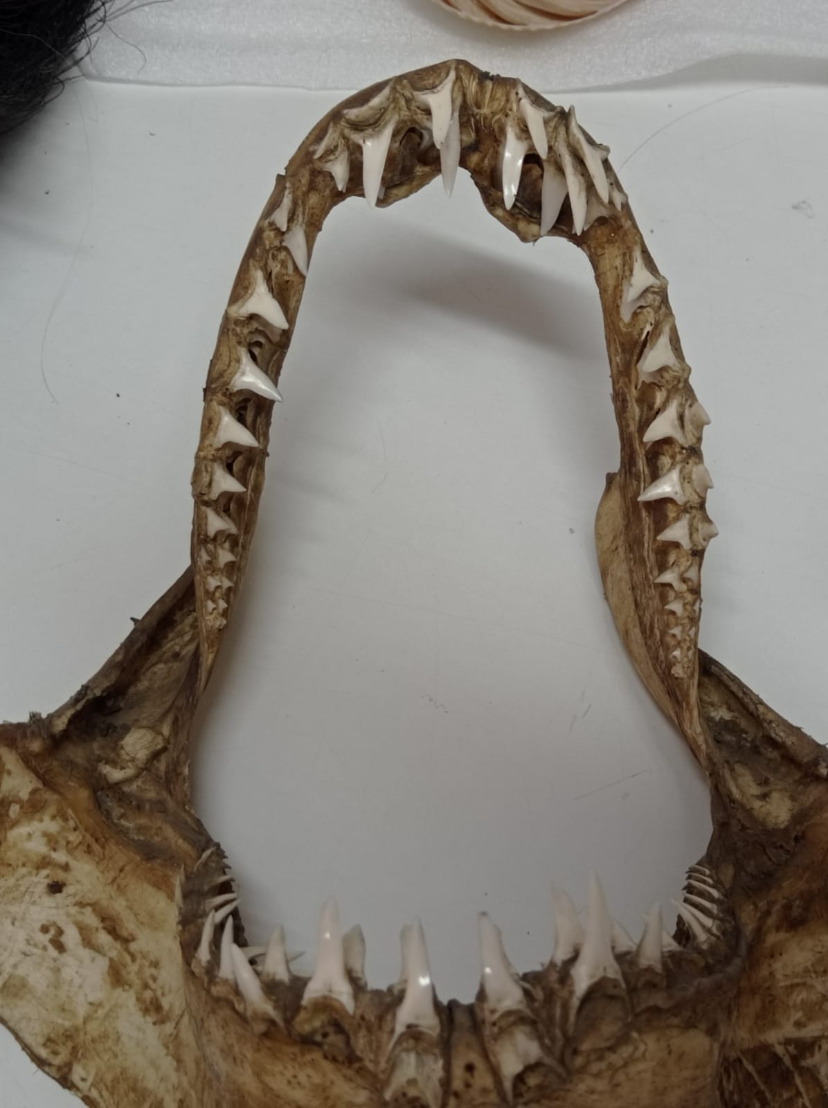 Muestra de patrimonio natural marino