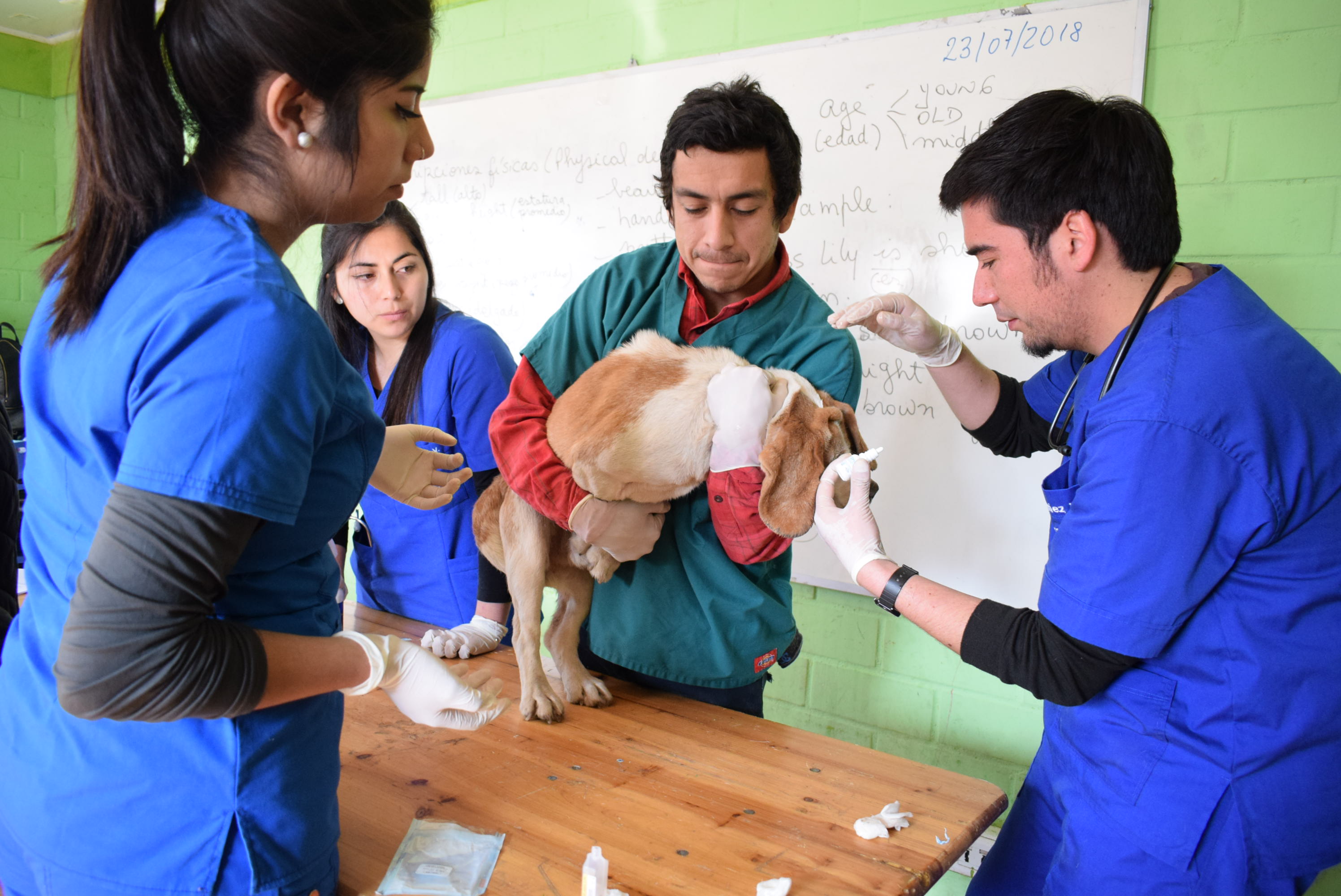 Programa de Bienestar Animal se adjudicó proyecto para esterilizar a mil mascotas en la comuna