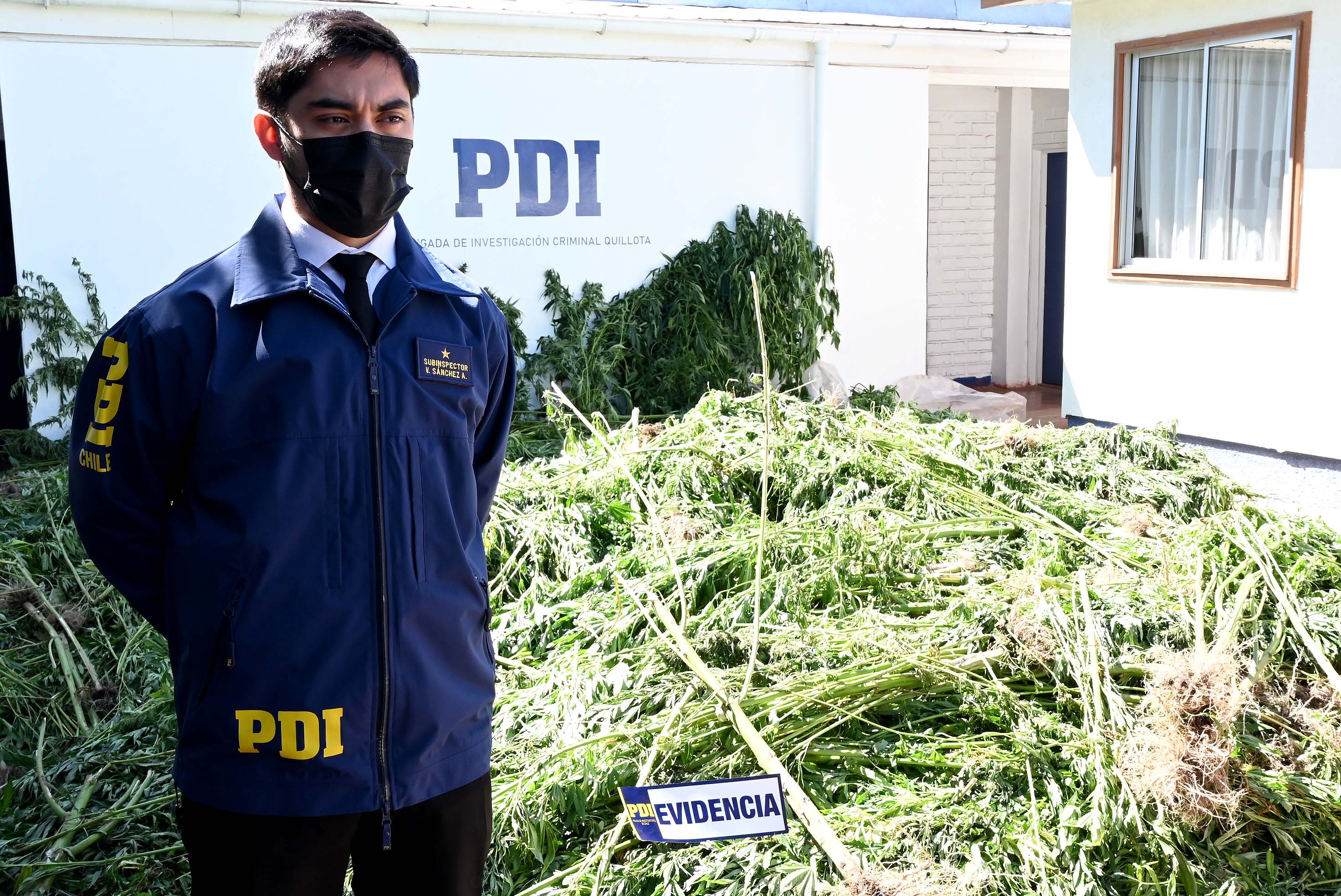 Operativo de la PDI da golpe al narcotráfico en Quillota