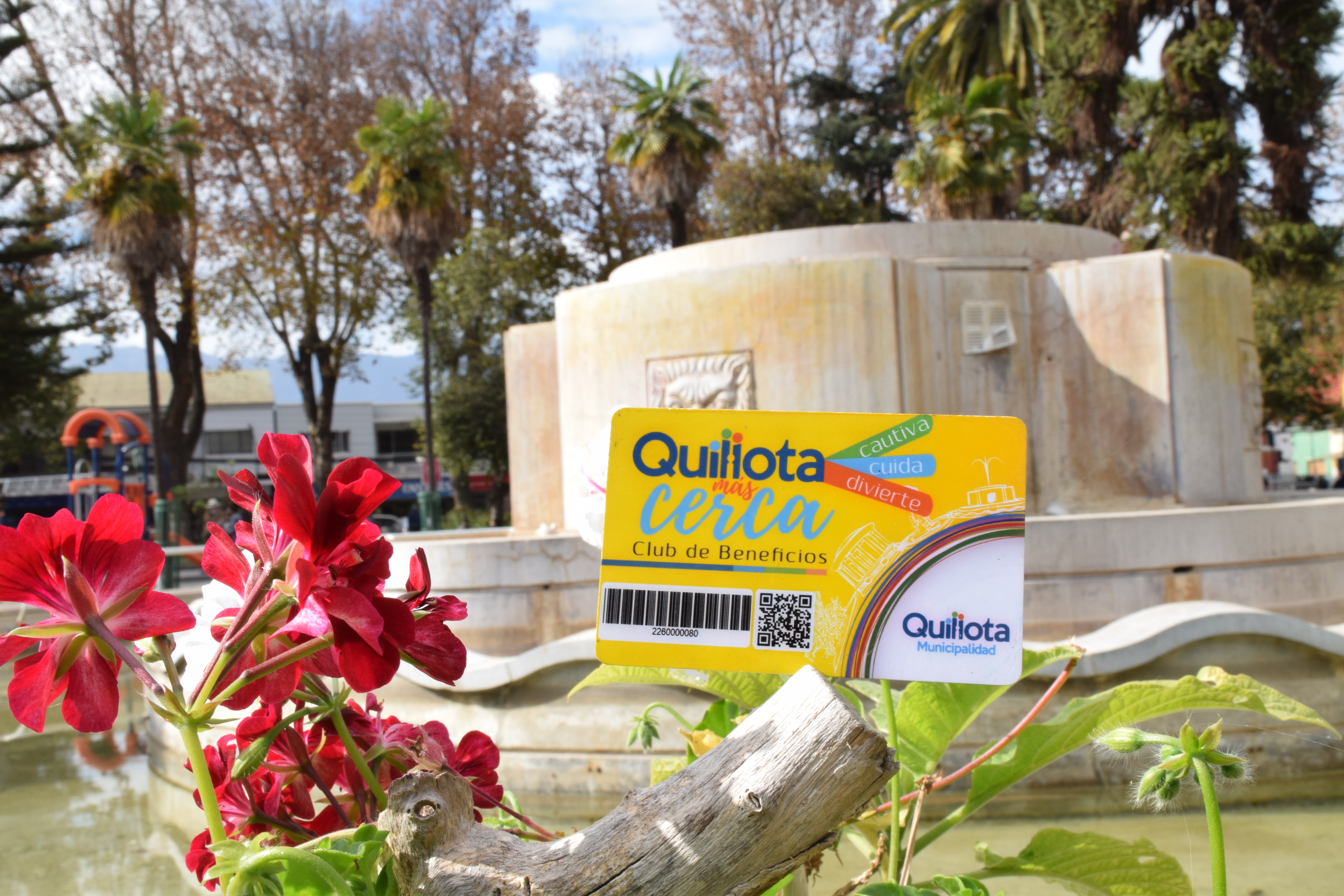 Tarjeta Quillota Más Cerca celebra aniversario con nueva campaña #unbosquemáscerca