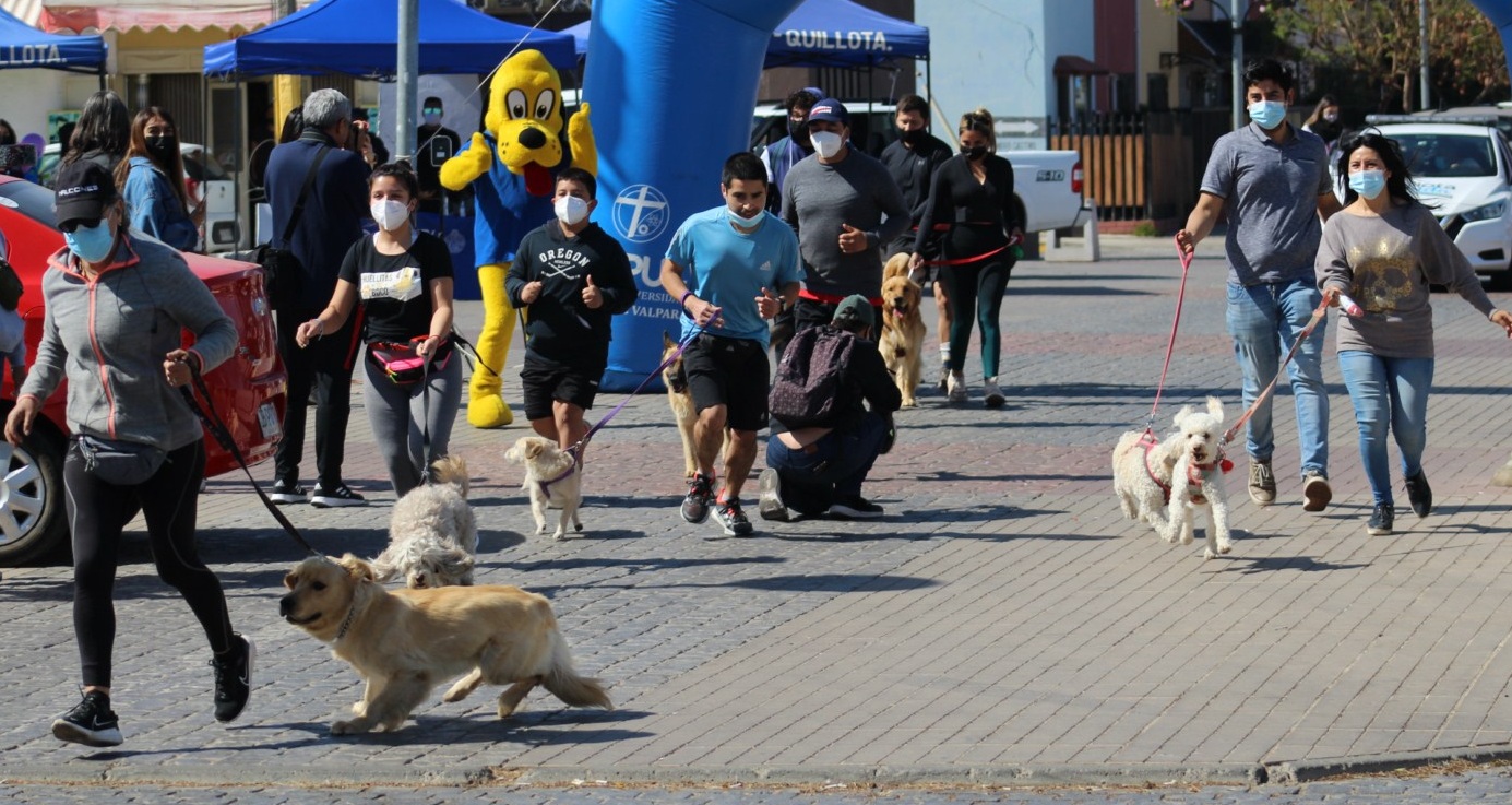 Quillotanos salieron a correr con sus mascotas para iniciar actividades de aniversario.