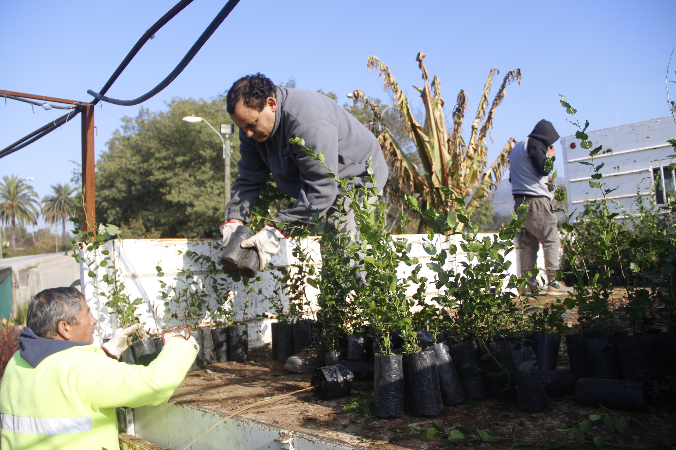 “Quillota Respira” recibió donación de 6 mil  árboles nativos y ya supera los 49 mil plantados