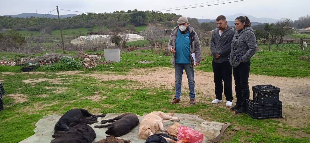 Alcalde de Quillota anuncia que pedirá aplicar la “Ley Cholito”  a los responsables de masiva muerte de mascotas
