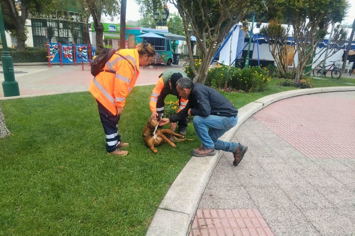 Denuncia y rescate de perrito comunitario atropellado en la Plaza de Armas
